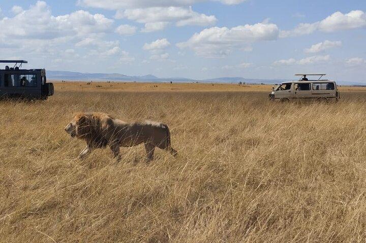 4-Day Masai Mara, L Naivasha and L Nakuru Safari