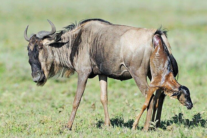 5 Days and 4 Nights Migration Calving in Serengeti National Park