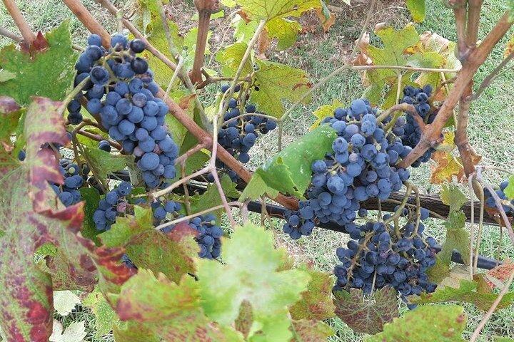 Private Half Day Tour: Visit Siena & Chianti Classic tour with Wine Experience