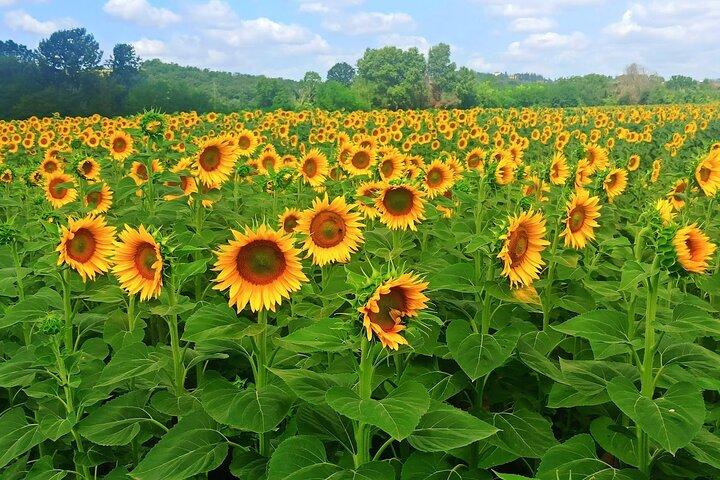 Private Half Day Tour: Visit Siena & Chianti Classic tour with Wine Experience