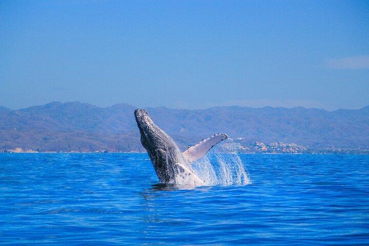 Whale Watching in Puerto Vallarta
