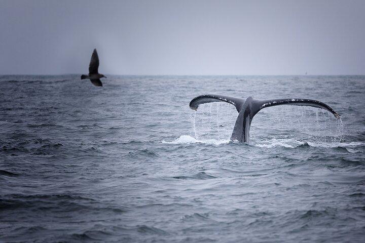 Whale watching in Mirissa from Colombo