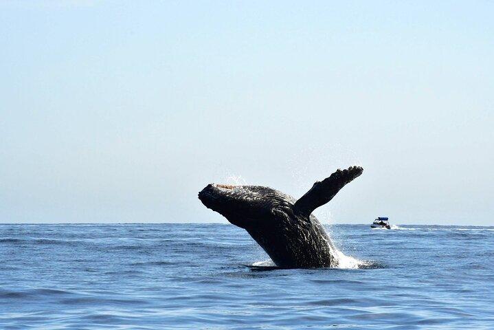 Zodiac Whale Watch with Marine Biologist in Cabo San Lucas
