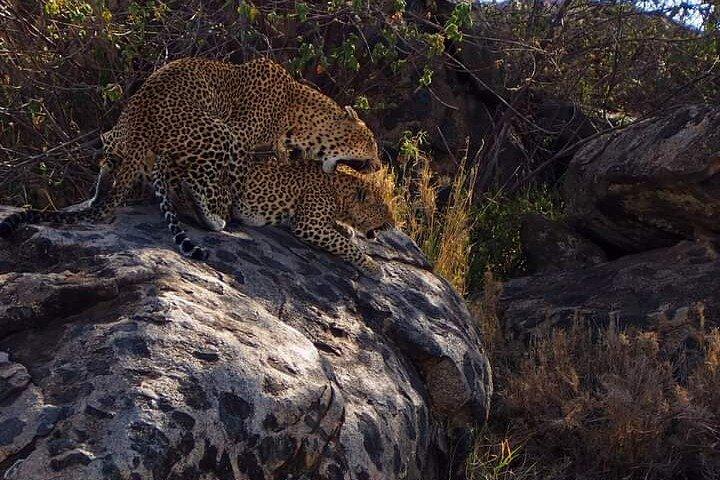 Private Multi-Day Tour to Tarangire Eyasi Ngorongoro Serengeti and Natron