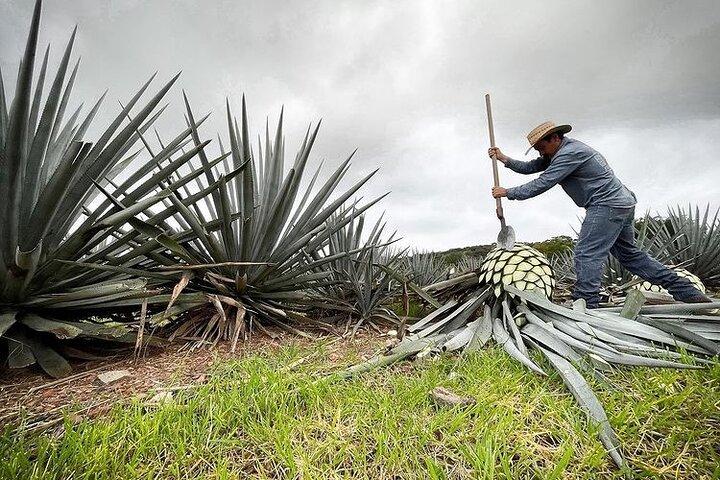 Private Full-Day Tour to Tequila Pueblo Magico
