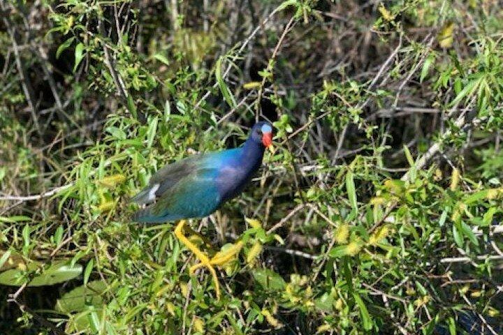60 Minutes Small Group Everglades Airboat Ride in Miami