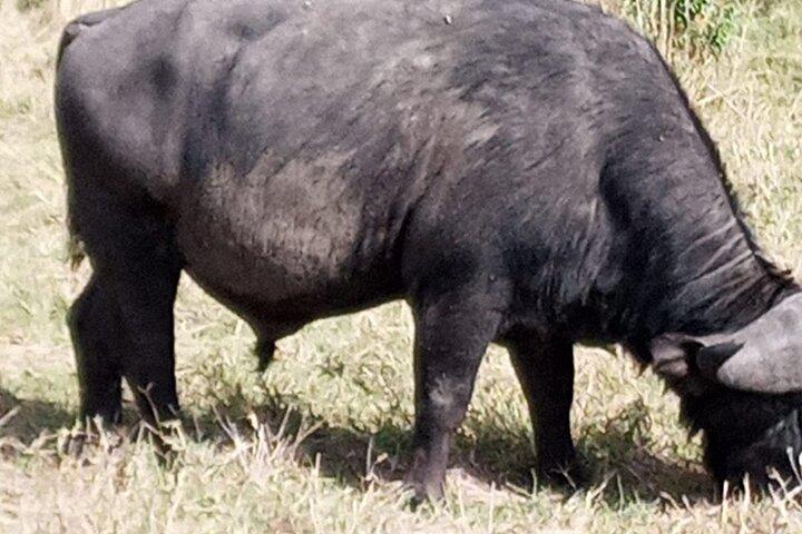 Nakuru National Park Day Tour with Optional Boat Ride Lake Naivasha