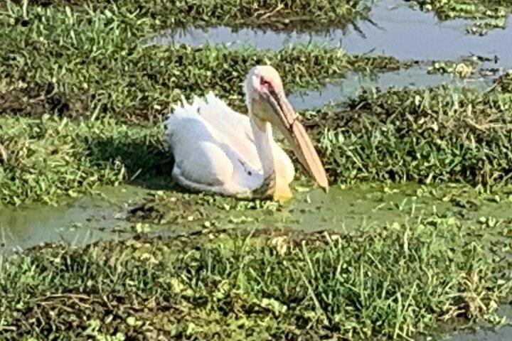 Nakuru National Park Day Tour with Optional Boat Ride Lake Naivasha