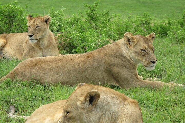 5-Day Lake Manyara, Serengeti, Ngorongoro Crater and Tarangire
