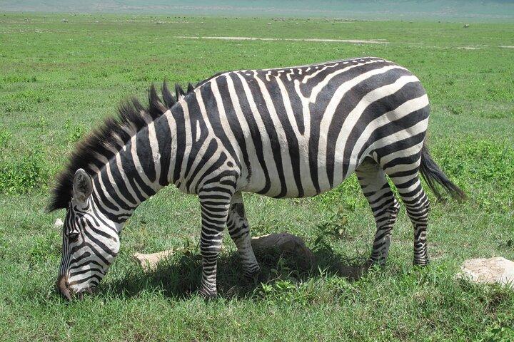 5-Day Lake Manyara, Serengeti, Ngorongoro Crater and Tarangire