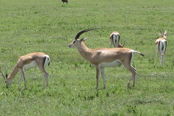 5-Day Lake Manyara, Serengeti, Ngorongoro Crater and Tarangire