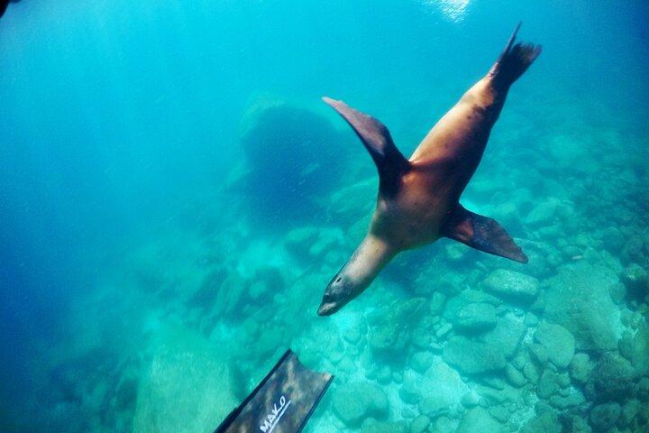 La Paz Whale Shark & Sea Lion Snorkeling + Balandra Tour