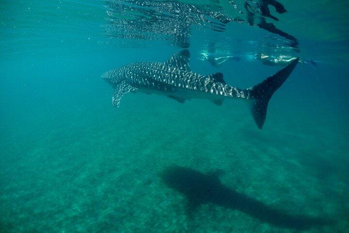 La Paz Whale Shark & Sea Lion Snorkeling + Balandra Tour