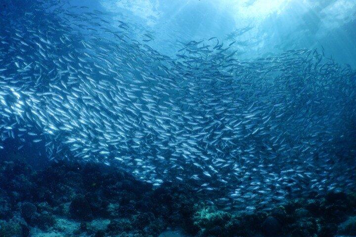 Moalboal Sardines Run Private Tour w/ Transfers Option