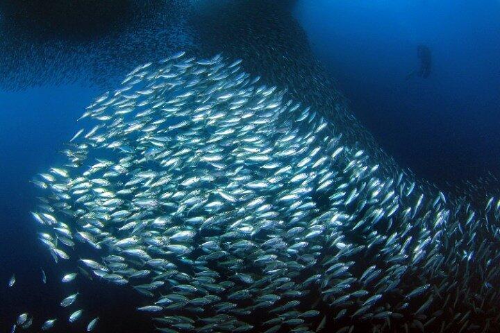 Moalboal Sardines Run Private Tour w/ Transfers Option