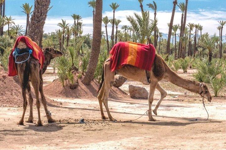Marrakech Palm Groves Camel Ride