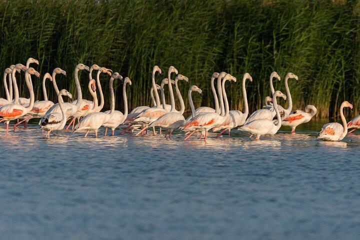 From Dubai: Full day Al Marmoom, Al Qudra Lakes with Dinner
