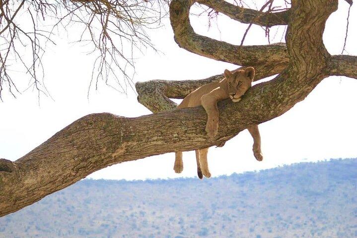 From Arusha: 2-Day Safari Through Tarangire and Lake Manyara