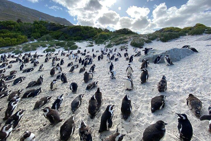 Private Tour: Cape of Good Hope, Cape point and Boulders Beach