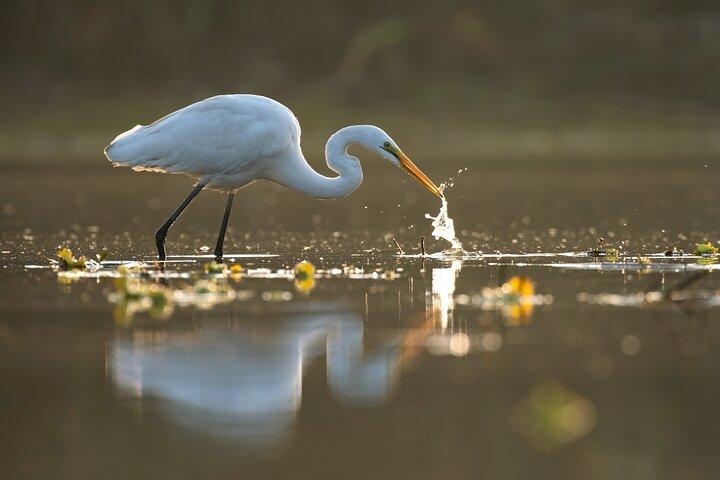 Everglades Explorer - Noosa Everglades Tour