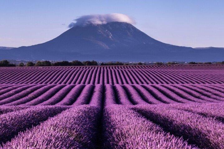 Visit the lavender fields, the Gorges du Verdon and Moustiers.