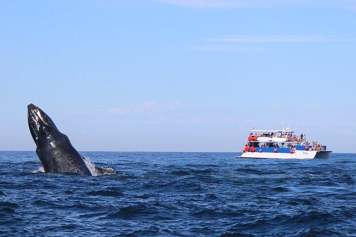 Whale Watching in Puerto Vallarta