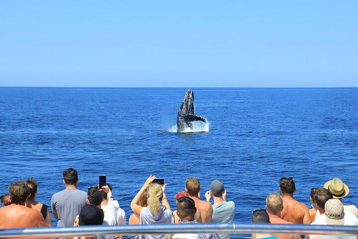 Whale Watching in Puerto Vallarta