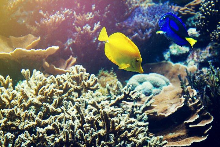 (ALL- IN) Bali Snorkeling Blue Lagoon with Waterfall Visit