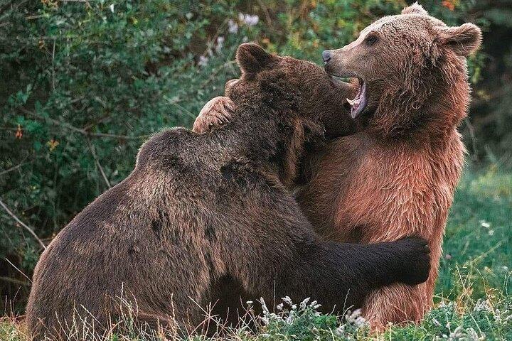 Brasov: Bear Sanctuary, Bran Castle & Rasnov Fortress GUIDED Tour