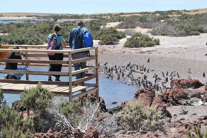 Private Tour for Punta Tombo Cruise Ships