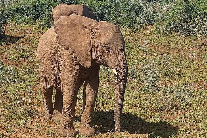 Schotia Big 5 Safari Port Elizabeth (optional accommodation)