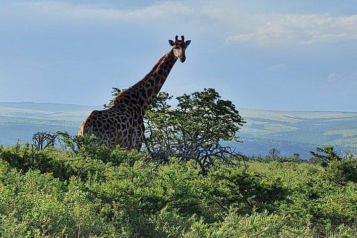 Schotia Big 5 Safari Port Elizabeth (optional accommodation)