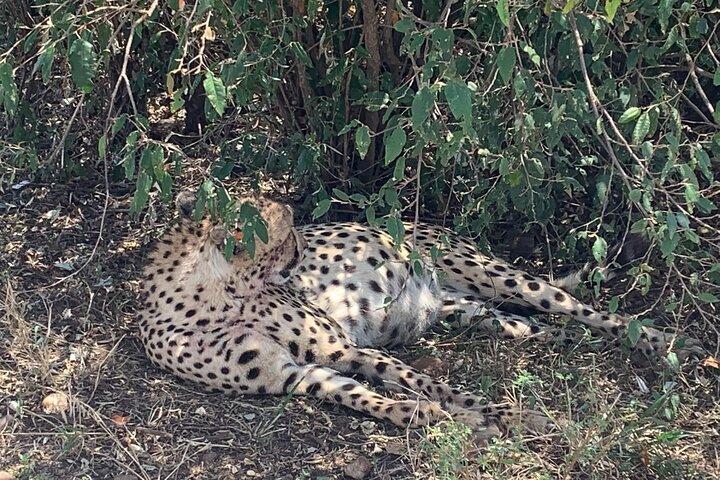 3 Days Masai Mara Jeep Safari