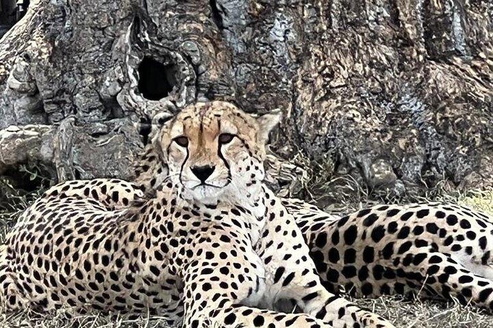 3 Days, 2 Nights Masai Mara Road Package