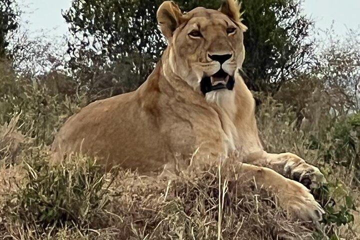 3 Days, 2 Nights Masai Mara Road Package