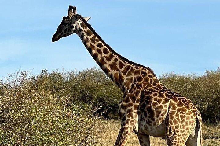 Nairobi National Park Tour From 0600hrs - 1130hrs or From 1300hrs - 1800hrs