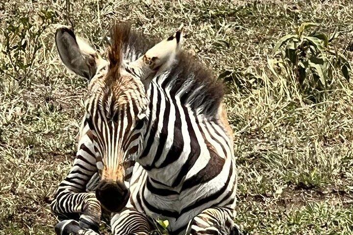 3 Days, 2 Nights Masai Mara Road Package