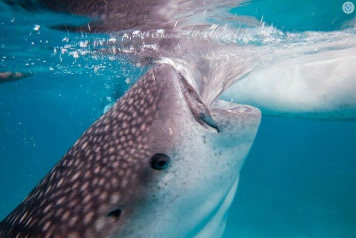 Oslob Whaleshark Watching Tour with Kawasan (Badian) Canyoneering in Cebu