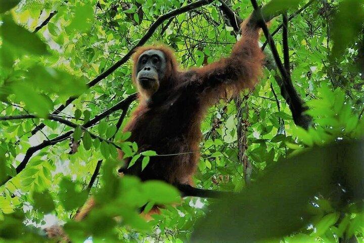 2 Day Orangutan Jungle Trek from Not-For-Profit Hotel Orangutan