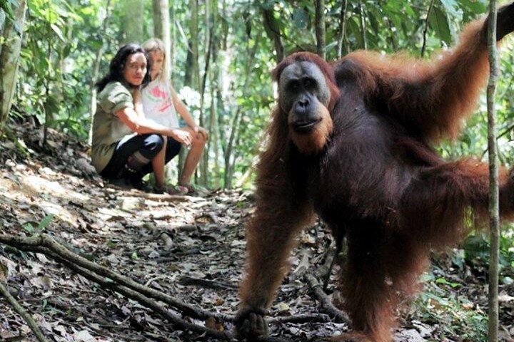2 Day Orangutan Jungle Trek from Not-For-Profit Hotel Orangutan