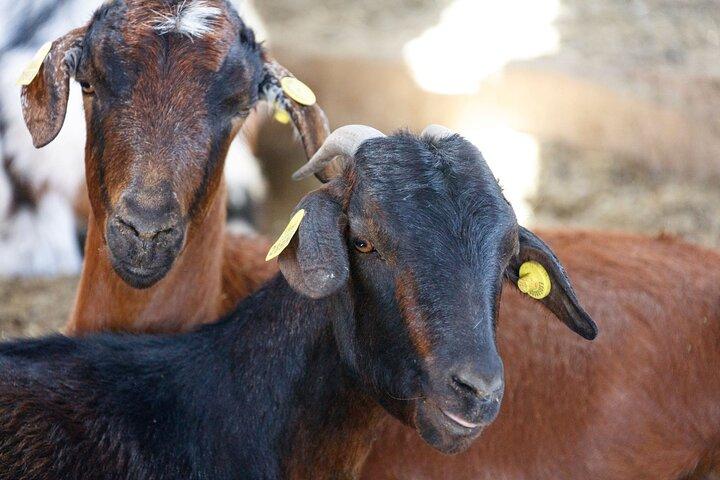 Fuerteventura Villages Caves and Farm Tour with Lunch from North