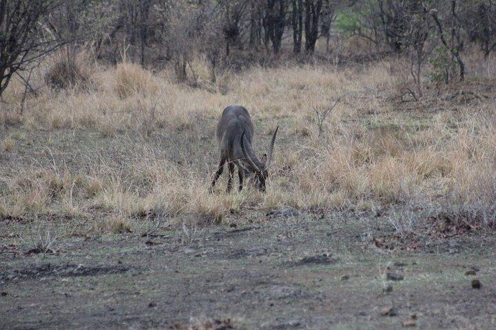 Full-Day Chobe Trip Botswana