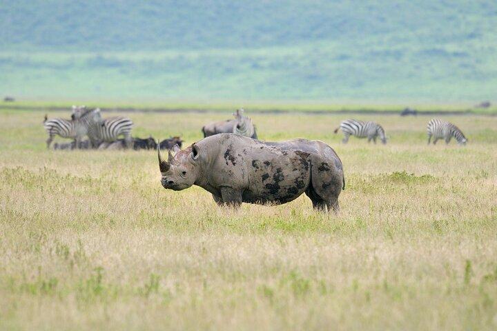 4 days Private Camping Tour - Serengeti Ngorongoro & Lake Manyara