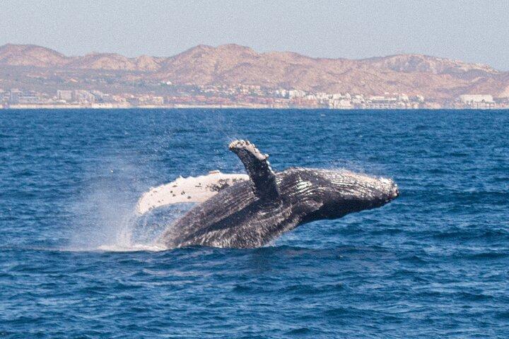 Cabo San Lucas Whale Watching Lunch Cruise
