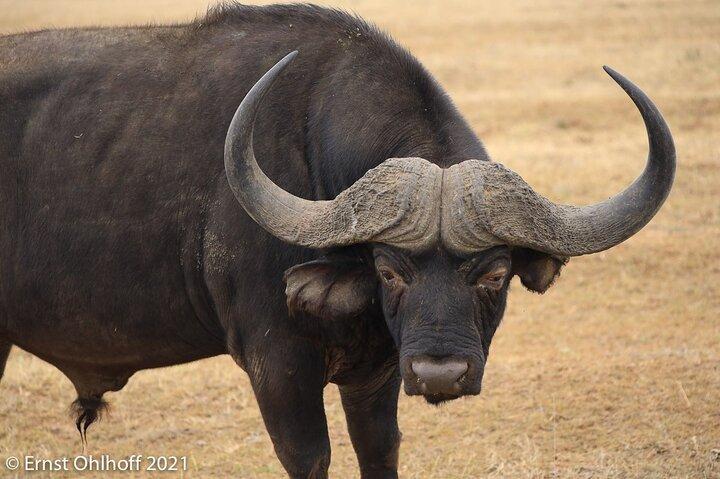 Schotia open vehicle safari game drive maximum 16 pax