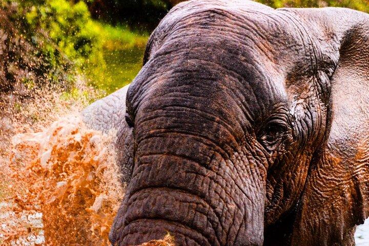 Schotia open vehicle safari game drive maximum 16 pax