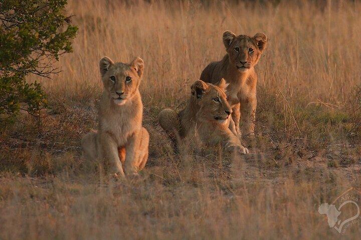 Schotia open vehicle safari game drive maximum 16 pax