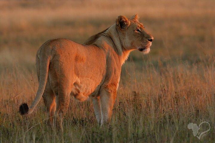 Schotia open vehicle safari game drive maximum 16 pax