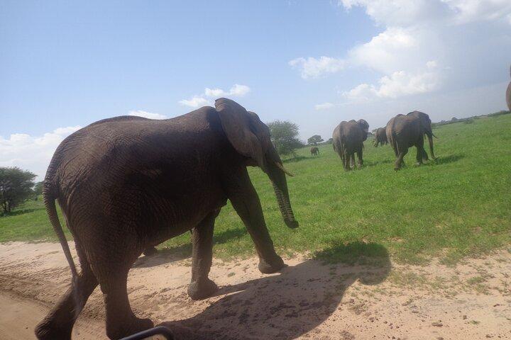Tanzania Safari 4-day Tour