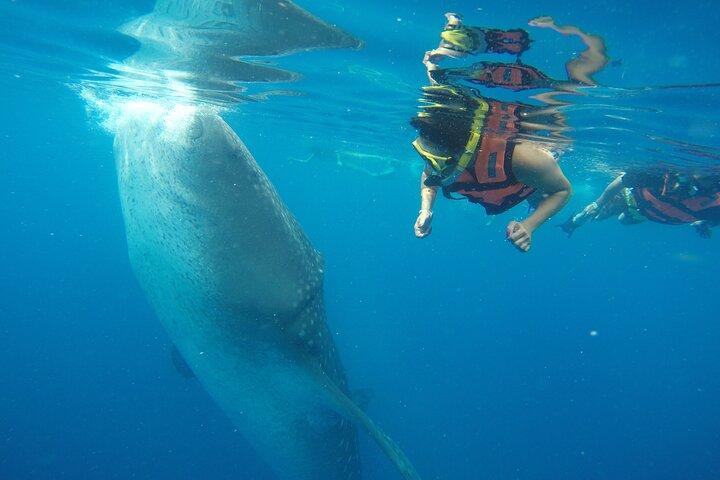 Whale Shark Tour Isla Mujeres